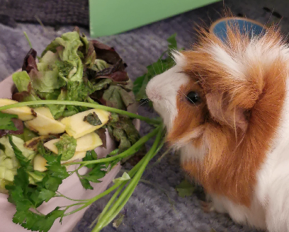 photo de Tidou qui mange ses légumes